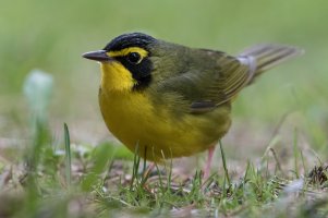 Kentucky Warbler (male-spring) 101.jpg