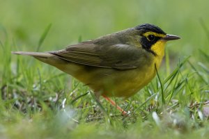 Kentucky Warbler (male-spring) 102.jpg