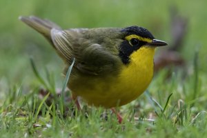 Kentucky Warbler (male-spring) 103.jpg