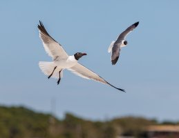 Laughing Gulls - K1A1976.jpg