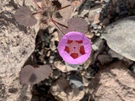 DV 2021 PCM 031 desert five-spot.jpg