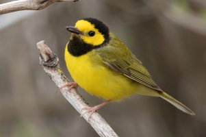 Hooded Warbler (male-spring) 158.jpg