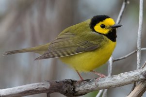 Hooded Warbler (male-spring) 159.jpg
