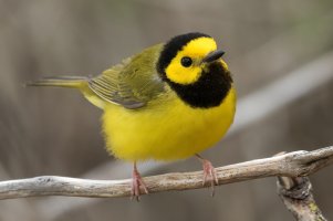 Hooded Warbler (male-spring) 160.jpg