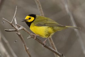 Hooded Warbler (male-spring) 161.jpg