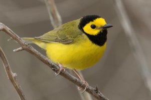 Hooded Warbler (male-spring) 164.jpg