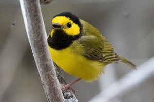 Hooded Warbler (male-spring) 166.jpg