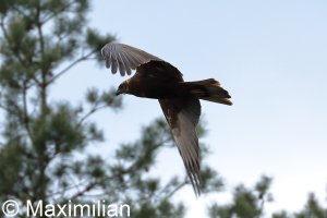 western_marsh_harrier_BIF01.JPG