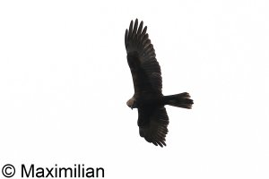 western_marsh_harrier_BIF02.JPG