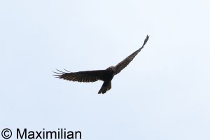 western_marsh_harrier_BIF03.JPG