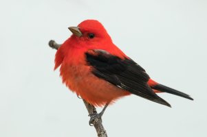 Scarlet Tanager (male-spring) 108.jpg