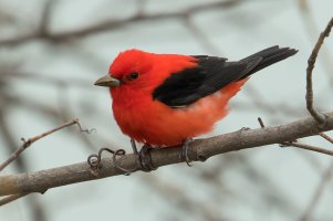 Scarlet Tanager (male-spring) 109.jpg