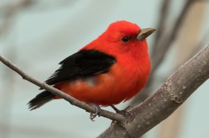 Scarlet Tanager (male-spring) 110.jpg