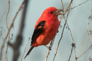 Scarlet Tanager (male-spring) 116.jpg