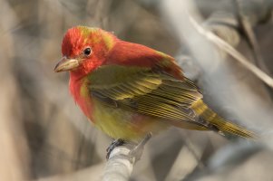 Summer Tanager (male-spring) 116.jpg