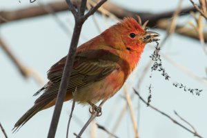 Summer Tanager (male-spring) 119.jpg