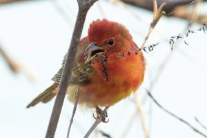Summer Tanager (male-spring) 121.jpg