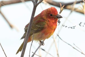 Summer Tanager (male-spring) 122.jpg