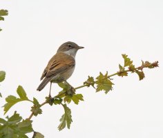 JT9A4196-DxO_Whitethroat-2_00x.jpg