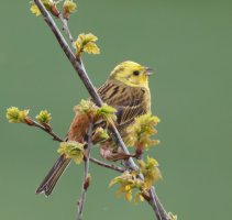 JT9A4245-DxO_700mm_Yellowhammer-gigapixel-low_res-scale-2_00x.jpeg