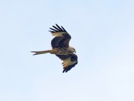 JT9A4002-DxO_700mm_Kite-gigapixel-low_res-scale-2_00x.jpg