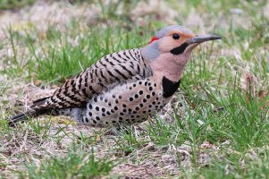 NorthernFlicker_9679.JPG