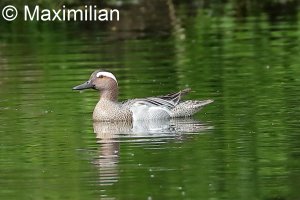 garganey_01.JPG