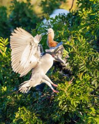 Black Crowned Night Heron - K1A5234.jpg