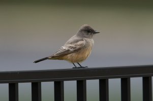 Say's Phoebe (adult-spring) 101.jpg