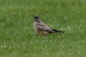 Say's Phoebe (adult-spring) 103.jpg