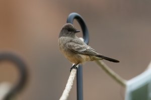Say's Phoebe (adult-spring) 106.jpg
