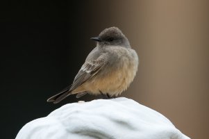 Say's Phoebe (adult-spring) 107.jpg