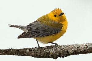 Prothonotary Warbler (male-spring) 188.jpg