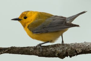 Prothonotary Warbler (male-spring) 189.jpg
