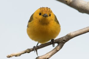 Prothonotary Warbler (male-spring) 190.jpg
