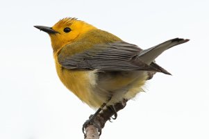 Prothonotary Warbler (male-spring) 191.jpg