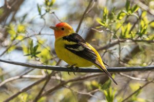 Western Tanager (male-spring) 100.jpg