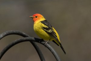 Western Tanager (male-spring) 101.jpg