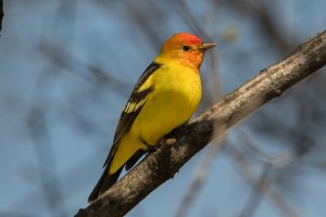 Western Tanager (male-spring) 102.jpg