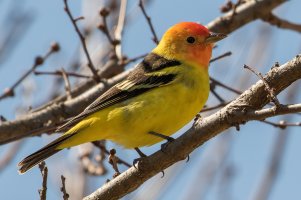 Western Tanager (male-spring) 103.jpg