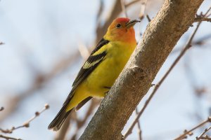 Western Tanager (male-spring) 104.jpg
