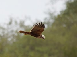 309A4255-DxO_marsh_harrier-2_00x.jpg