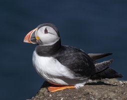 Puffin.a.IK. 4:5:22.jpg