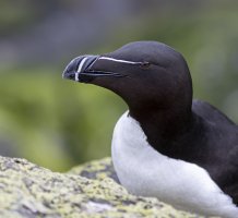 Razorbill..IK 4:5:22.jpg