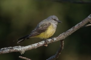 Western Kingbird (adult-spring) 100.jpg