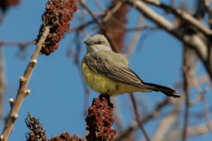 Western Kingbird (adult-spring) 101.jpg