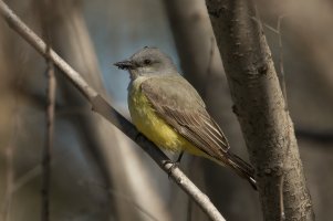 Western Kingbird (adult-spring) 102.jpg