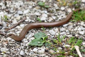 blindworm_01.JPG