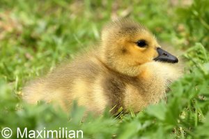 Canada_gosling_2022_01.JPG