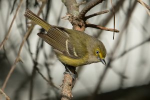 White-eyed Vireo (adult-spring) 102.jpg